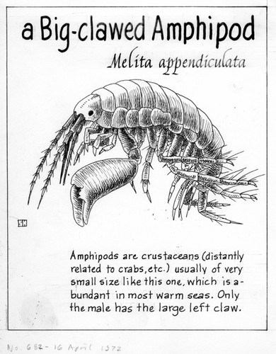 A big-clawed amphipod: Melita appendiculata (illustration from "The Ocean World")