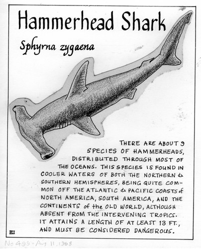 Hammerhead shark: Sphyrna zygaena (illustration from "The Ocean World")