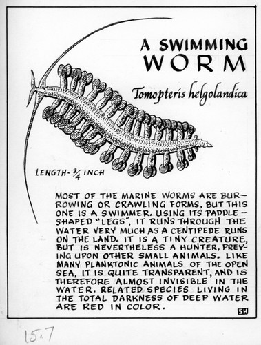 A swimming worm: Tomopteris helgolandica (illustration from "The Ocean World")