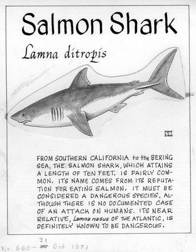 Salmon shark: Lamna ditropis (illustration from "The Ocean World")