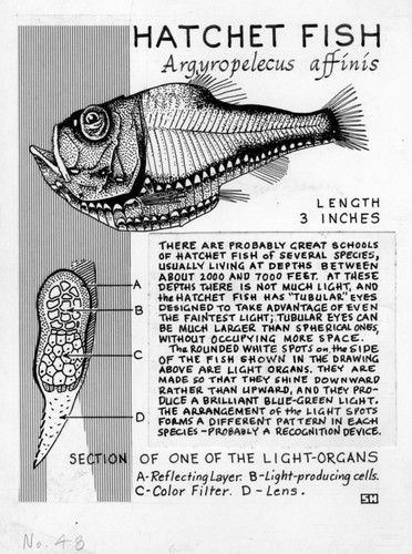 Hatchetfish: Argyropelecus affinis (illustration from "The Ocean World")