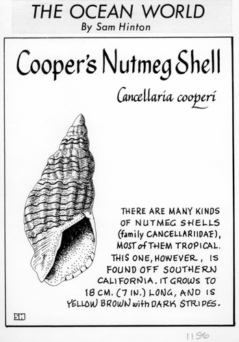 Cooper's nutmeg shell: Cancellaria cooperi (illustration from "The Ocean World")