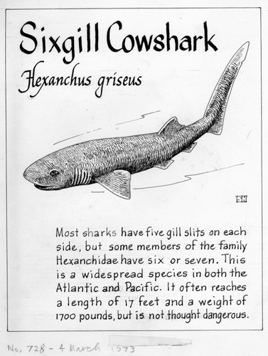 Sixgill cowshark: Hexanchus griseus (illustration from "The Ocean World")