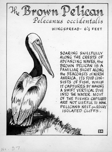 The brown pelican: Pelecanus occidentalis (illustration from "The Ocean World")