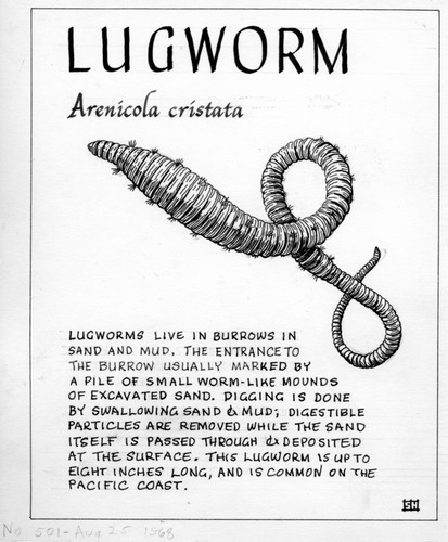 Lugworm: Arenicola cristata (illustration from "The Ocean World")