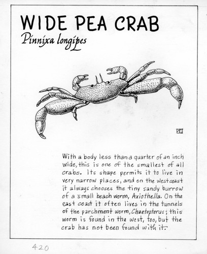 Wide pea crab: Pinnixa longipes (illustration from "The Ocean World")