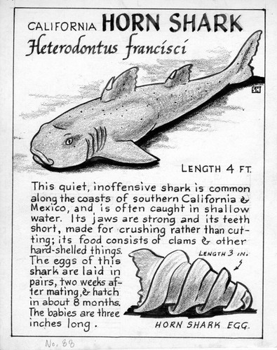 California horn shark: Heterodontus francisci (illustration from "The Ocean World")