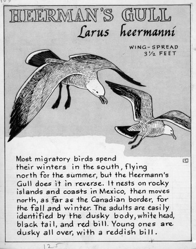 Heerman's gull: Larus heermanni (illustration from "The Ocean World")