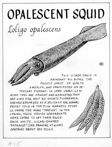 Opalescent squid: Loligo opalescens (illustration from "The Ocean World")