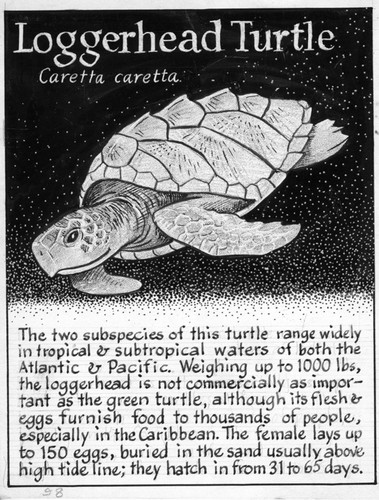 Loggerhead turtle: Caretta caretta (illustration from "The Ocean World")