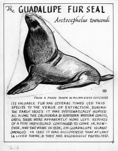 The Guadalupe fur seal: Arctocephalus townsendi (illustration from "The Ocean World")