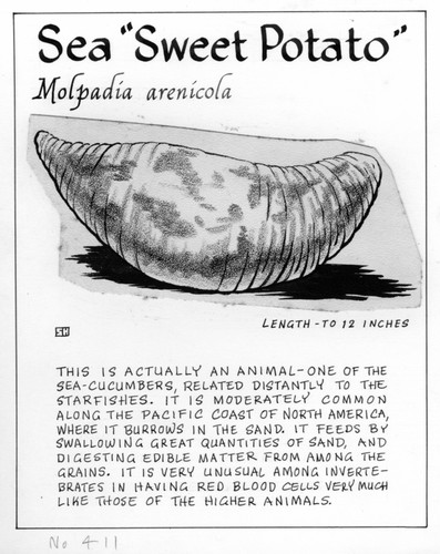 Sea "sweet potato": Molpadia arenicola (illustration from "The Ocean World")