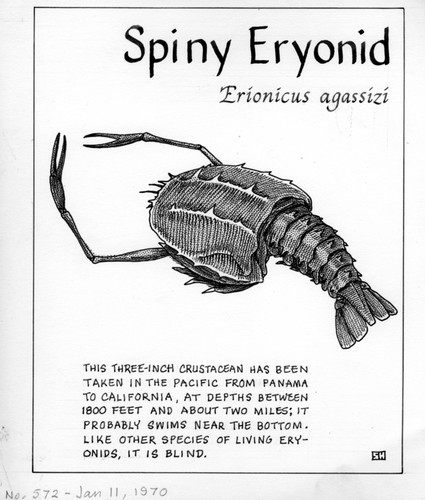 Spiny eryonid: Erionicus agassizi (illustration from "The Ocean World")