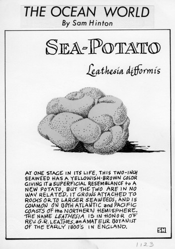 Sea-potato: Leathesia difformis (illustration from "The Ocean World")