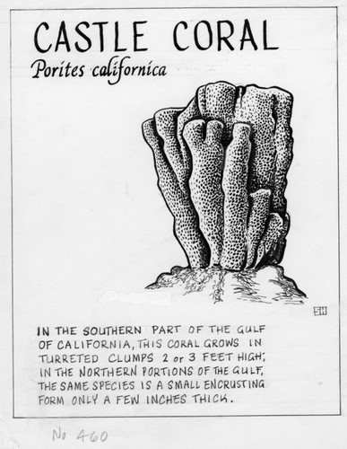 Castle coral: Porites californica (illustration from "The Ocean World")