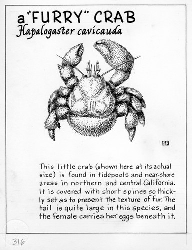 A "furry crab": Hapalogaster cavicauda (illustration from "The Ocean World")