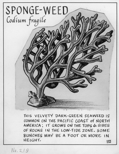 Sponge-weed: Codium fragile (illustration from "The Ocean World")