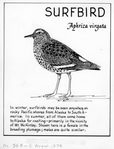 Surfbird: Aphriza virgata (illustration from "The Ocean World")