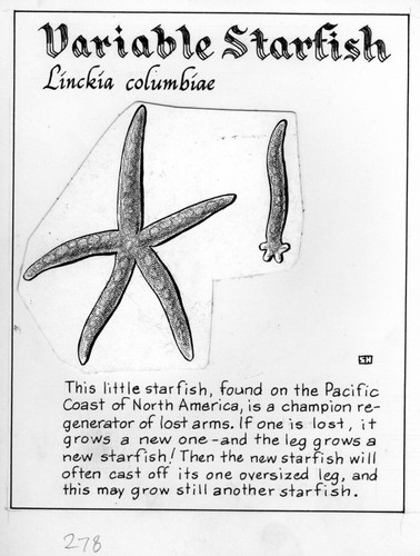 Variable starfish: Linckia columbiae (illustration from "The Ocean World")