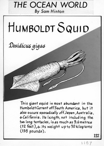 Humboldt squid: Dosidicus gigas (illustration from "The Ocean World")