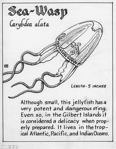 Sea-wasp: Carybdea alata (illustration from "The Ocean World")