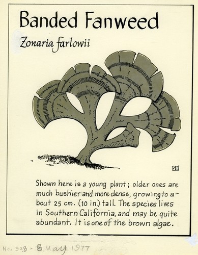 Banded fanweed: Zonaria farlowii (illustration from "The Ocean World")