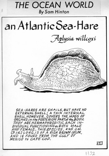 An Atlantic sea-hare : Aplysia willcoxi (illustration from "The Ocean World")