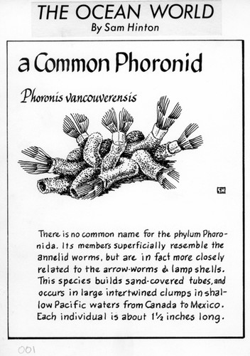 A common phoronid: Phoronis vancouverensis (illustration from "The Ocean World")