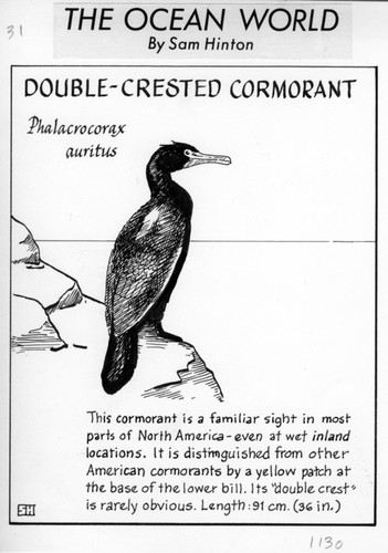 Double-crested cormorant: Phalacrocorax auritus (illustration from "The Ocean World")