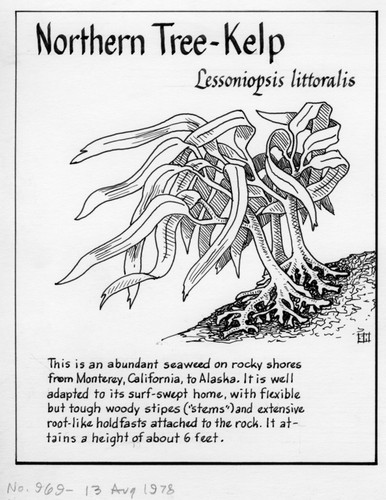 Northern tree-kelp: Lessoniopsis littoralis (illustration from "The Ocean World")