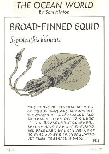 Broad-finned squid: Sepioteuthis bilineata (illustration from "The Ocean World")