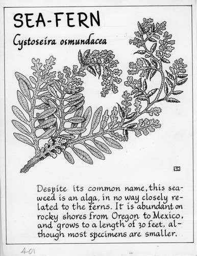 Sea-fern: Cystoseira osmundacea (illustration from "The Ocean World")