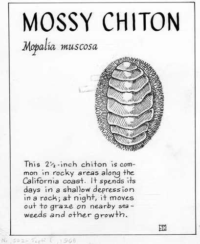 Mossy chiton: Mopalia muscosa (illustration from "The Ocean World")