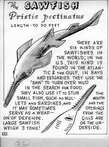 The sawfish: Pristis pectinata (illustration from "The Ocean World")