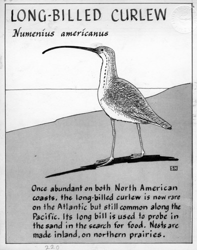 Long-billed curlew: Numenius americanus (illustration from "The Ocean World")