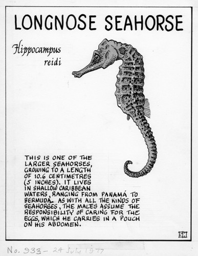 Longnose seahorse: Hippocampus reidi (illustration from "The Ocean World")