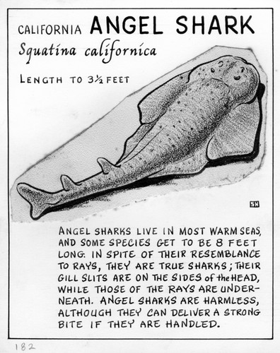 California angel shark: Squatina californica (illustration from "The Ocean World")