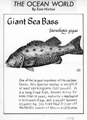 Giant sea bass: Stereolepis gigas (illustration from "The Ocean World")