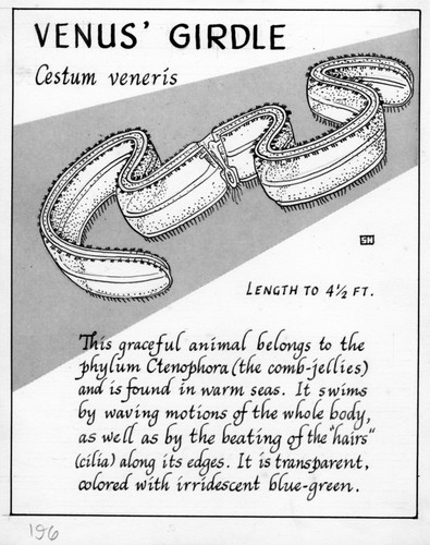 Venus' girdle: Cestum veneris (illustration from "The Ocean World")