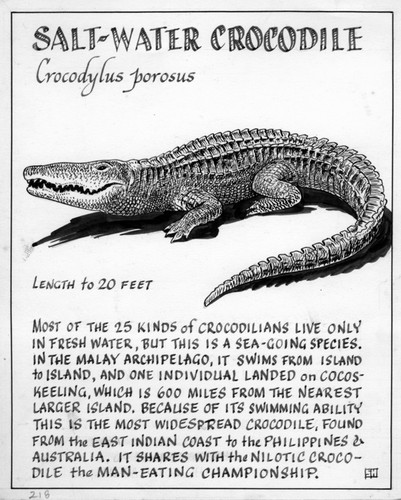 Salt-water crocodile: Crocodylus porosus (illustration from "The Ocean World")