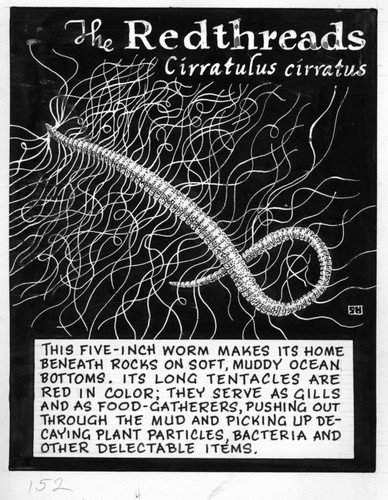 The redthreads: Cirratulus cirratus (illustration from "The Ocean World")