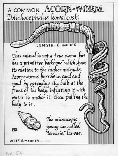 A common acorn-worm: Dolichocephalus kowalevski (illustration from "The Ocean World")