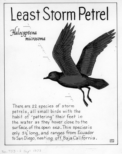 Least storm petrel: Halocyptena microsoma (illustration from "The Ocean World")