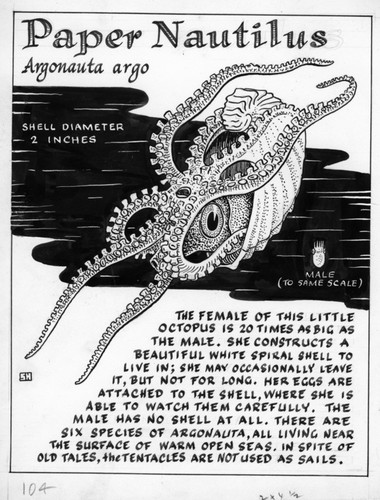 Paper nautilus: Argonauta argo (illustration from "The Ocean World")