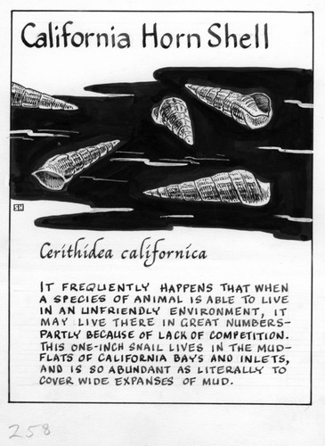 California horn shell (illustration from "The Ocean World")