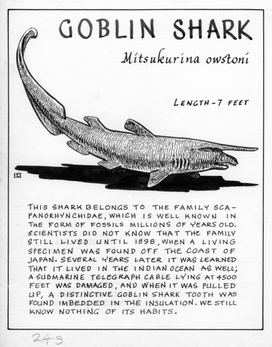 Goblin shark: Mitsukurina owstoni (illustration from "The Ocean World")