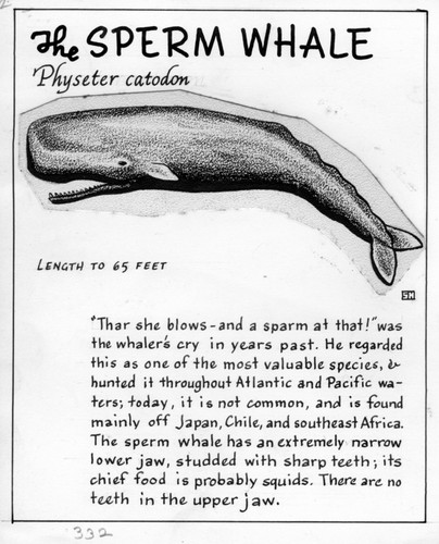 The sperm whale: Physeter catodon (illustration from "The Ocean World")