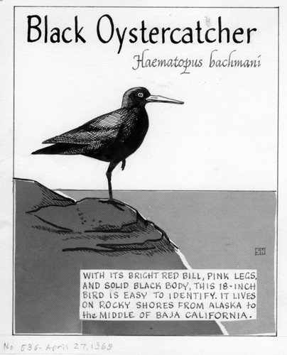 Black oystercatcher: Haematopus bachmani (illustration from "The Ocean World")