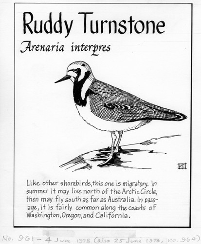 Ruddy turnstone: Arenaria interpres (illustration from "The Ocean World")