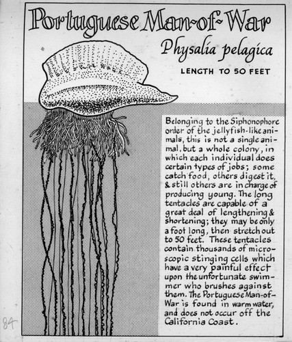 Portuguese man-of-war: Physalia pelagica (illustration from "The Ocean World")